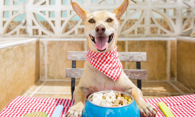 Pet Bowls