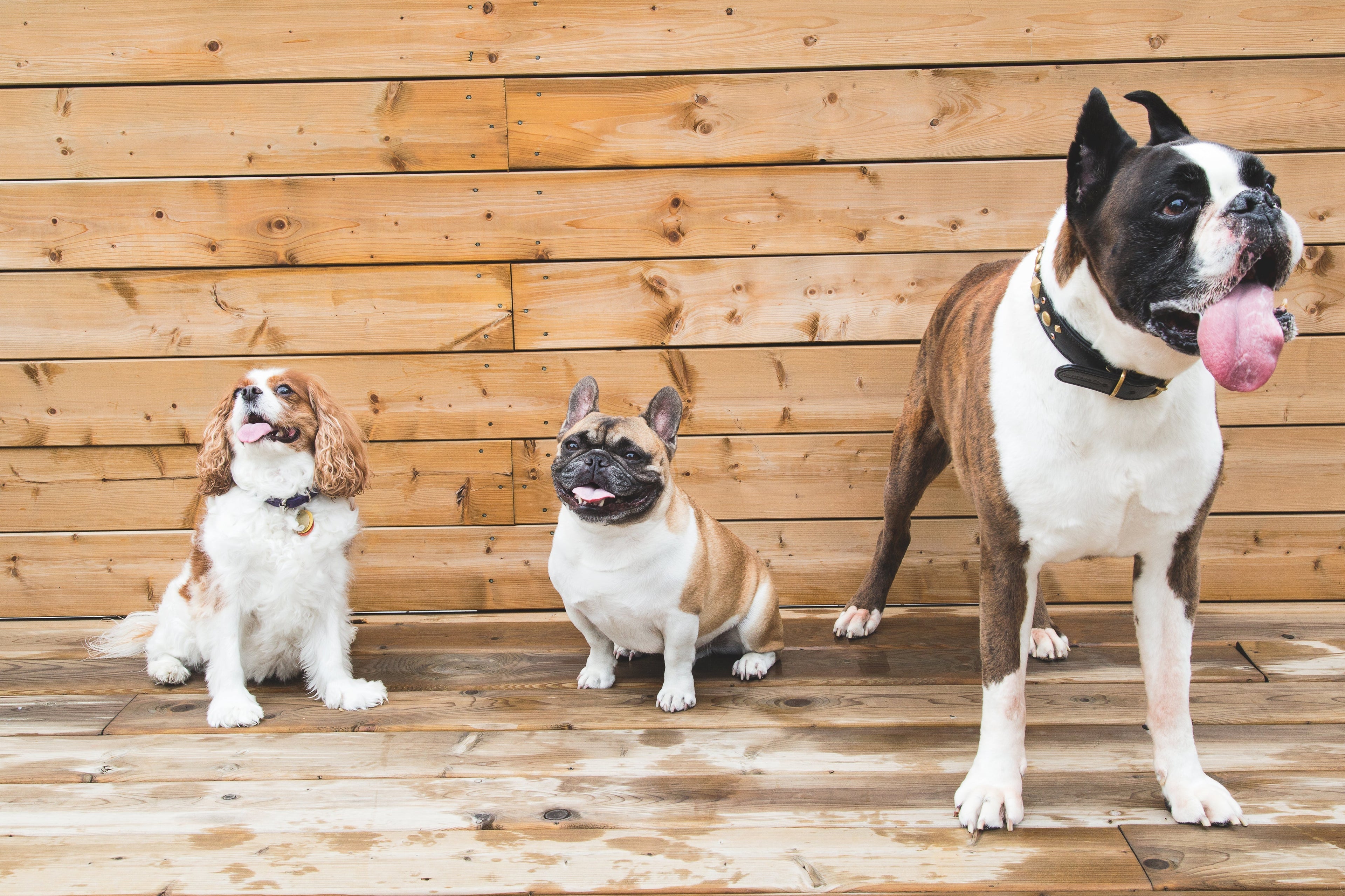 Pet Essentials