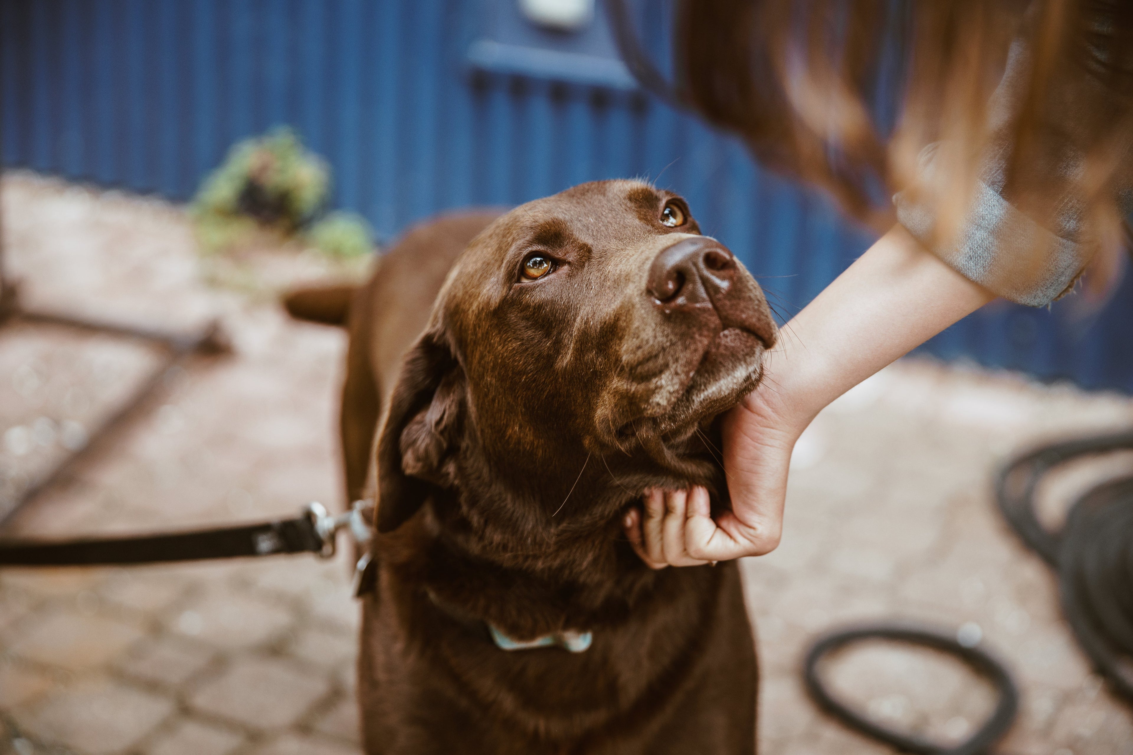 Pet Leashes and Collars